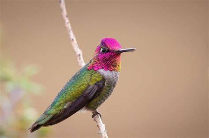 hummingbird