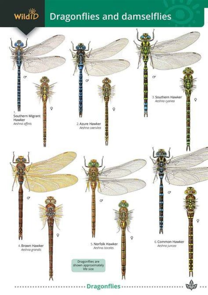 When dragonflies look like this, that's an issue.
